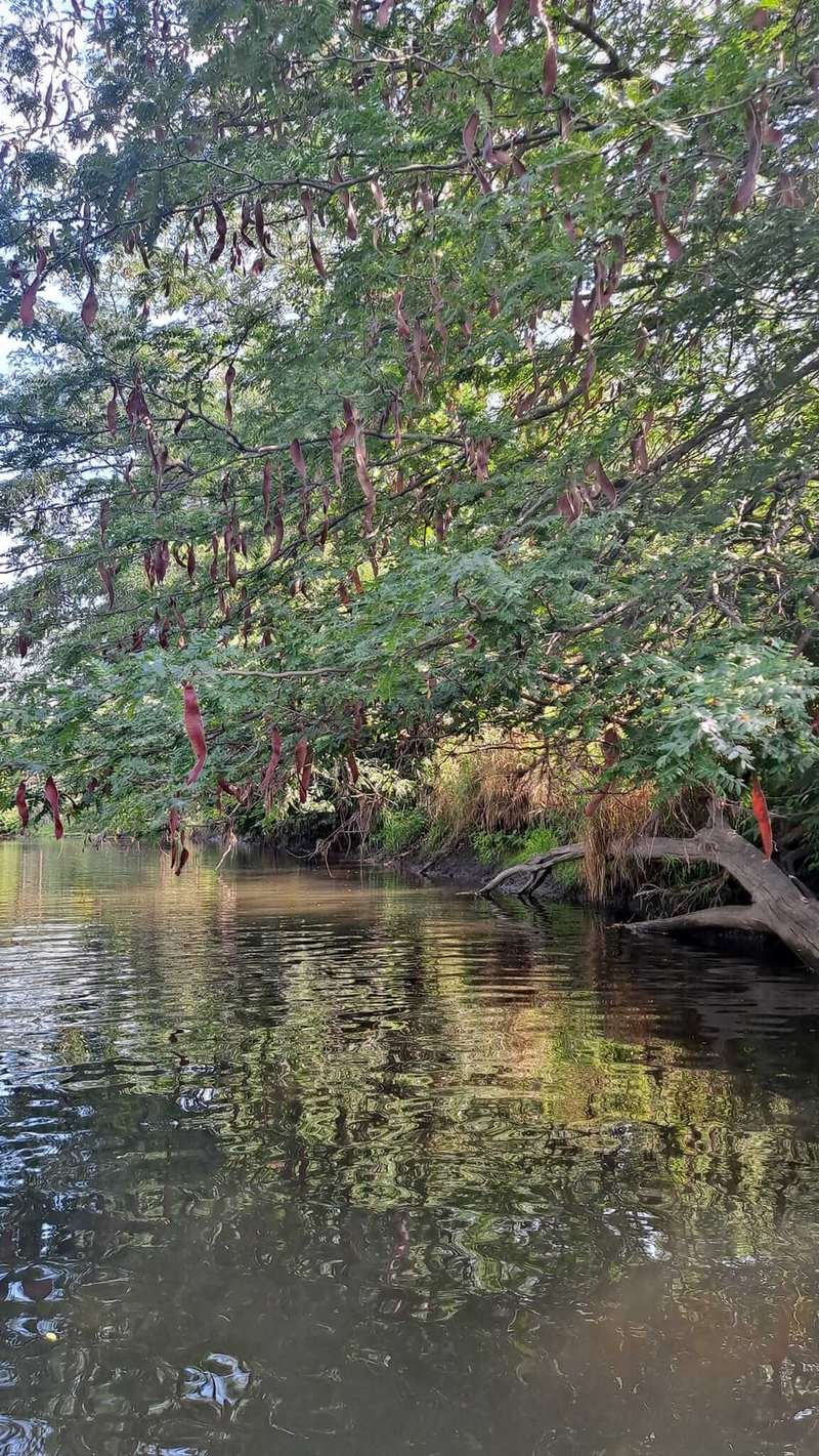 Lush fishing pond with overhanging trees at Camp Ziegenhorn