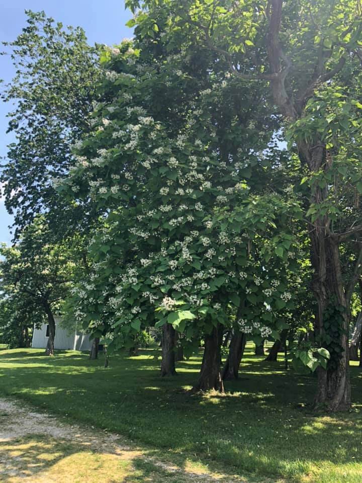 Flowering catalpa trees on the Camp Ziegenhorn grounds in summer