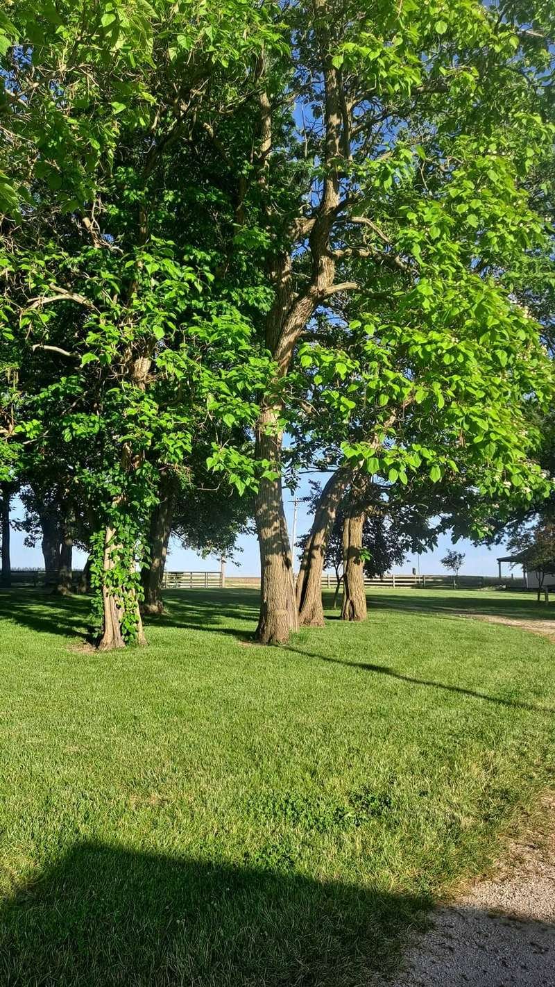 Manicured lawn with shade trees at Camp Ziegenhorn on a sunny day